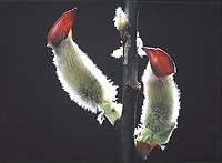 ���܂P