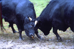 ��܂Q
